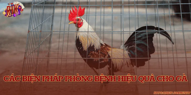 Cách phòng bệnh cho gà hiệu quả và khoa học nhất hiện nay Các biện pháp phòng bệnh hiệu quả cho gà