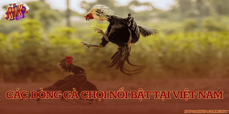 Gà chọi Việt Nam – Tinh hoa gà đá truyền thống đất Việt Các dòng gà chọi nổi bật tại Việt Nam
