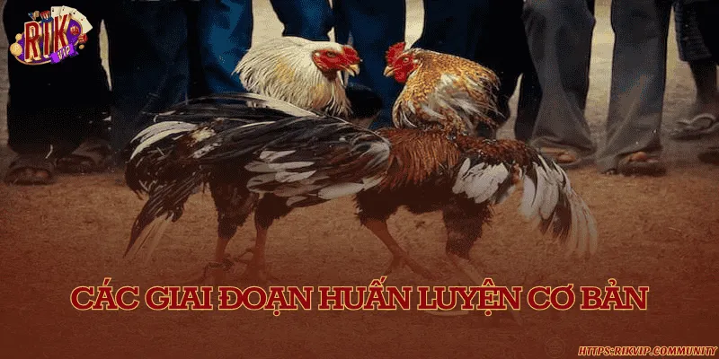 Các giai đoạn huấn luyện cơ bản