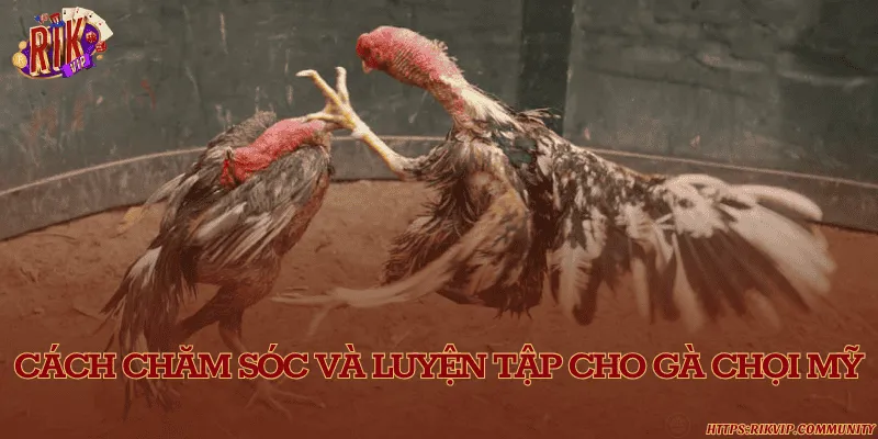 Gà chọi Mỹ – Dòng gà đá ngoại nhập nổi bật tại Việt Nam Cách chăm sóc và luyện tập cho gà chọi Mỹ