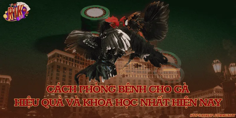 Cách phòng bệnh cho gà hiệu quả và khoa học nhất hiện nay