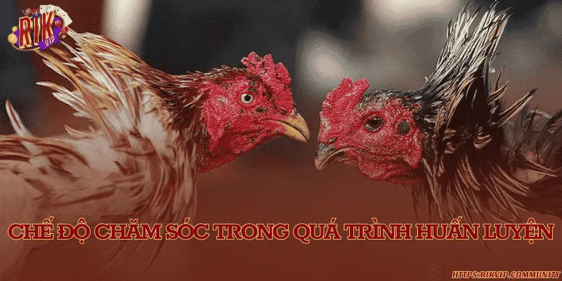 Chế độ chăm sóc trong quá trình huấn luyện