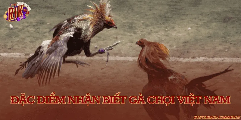 Gà chọi Việt Nam – Tinh hoa gà đá truyền thống đất Việt Đặc điểm nhận biết gà chọi Việt Nam