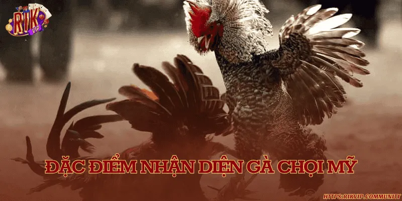 Gà chọi Mỹ – Dòng gà đá ngoại nhập nổi bật tại Việt Nam Đặc điểm nhận diện gà chọi Mỹ