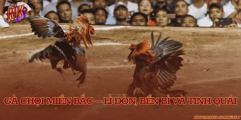Phân biệt các dòng gà chọi phổ biến tại Việt Nam hiện nay Gà chọi miền Bắc – Lì đòn, bền bỉ và tinh quái