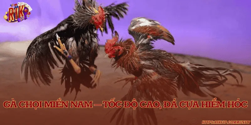 Phân biệt các dòng gà chọi phổ biến tại Việt Nam hiện nay Gà chọi miền Nam – Tốc độ cao, đá cựa hiểm hóc