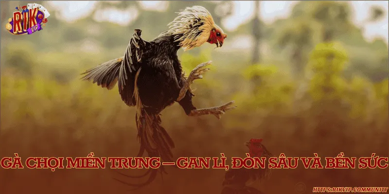 Phân biệt các dòng gà chọi phổ biến tại Việt Nam hiện nay Gà chọi miền Trung – Gan lì, đòn sâu và bền sức