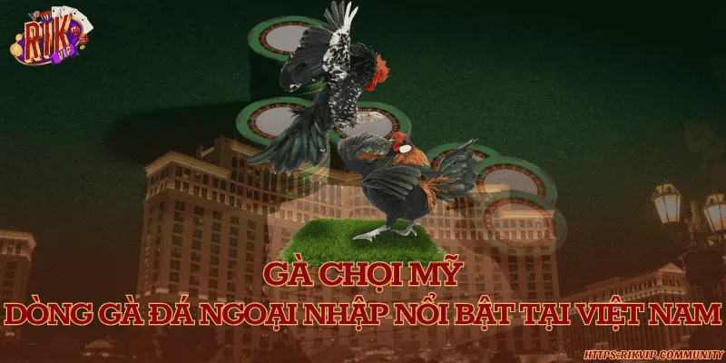 Gà chọi mỹ – Dòng gà đá ngoại nhập nổi bật tại Việt Nam