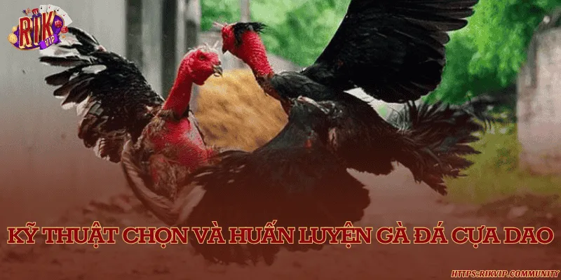 Đá gà cựa dao – Nghệ thuật đỉnh cao trong làng gà chọi hiện đại Kỹ thuật chọn và huấn luyện gà đá cựa dao
