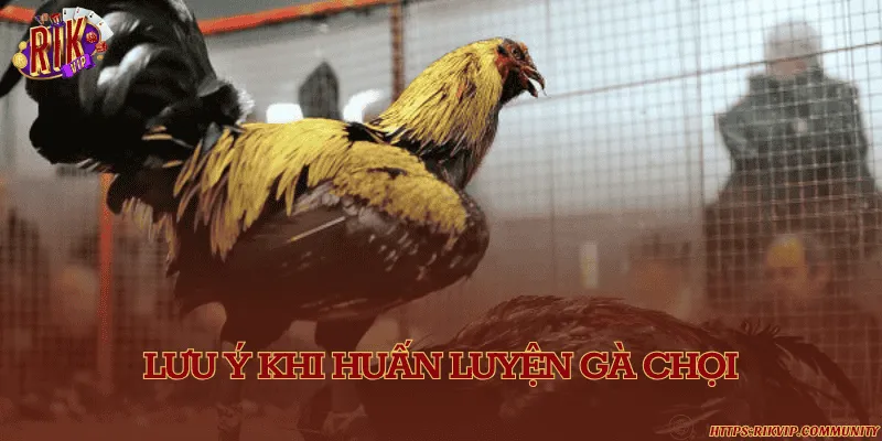 Lưu ý khi huấn luyện gà chọi