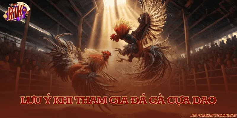 Đá gà cựa dao – Nghệ thuật đỉnh cao trong làng gà chọi hiện đại Lưu ý khi tham gia đá gà cựa dao