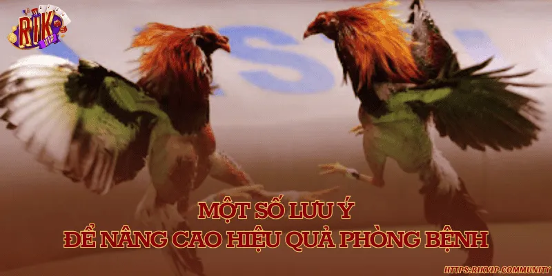 Cách phòng bệnh cho gà hiệu quả và khoa học nhất hiện nay Một số lưu ý để nâng cao hiệu quả phòng bệnh