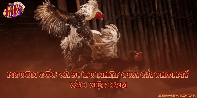 Gà chọi Mỹ – Dòng gà đá ngoại nhập nổi bật tại Việt Nam Nguồn gốc và sự du nhập của gà chọi Mỹ vào Việt Nam