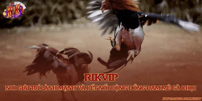 Rikvip - Địa chỉ chơi gà chọi uy tín hấp dẫn Rikvip – nơi giải trí lành mạnh và kết nối cộng đồng đam mê gà chọi