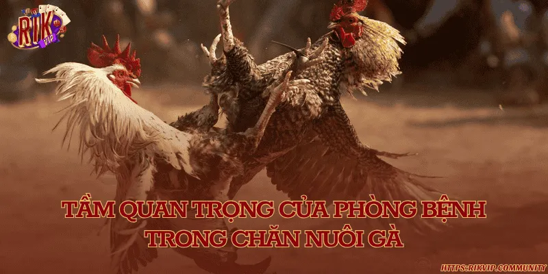 Cách phòng bệnh cho gà hiệu quả và khoa học nhất hiện nay Tầm quan trọng của phòng bệnh trong chăn nuôi gà