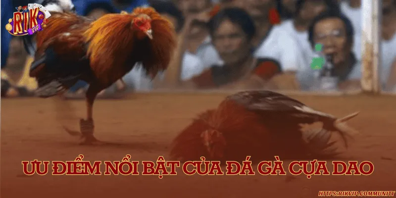 Đá gà cựa dao – Nghệ thuật đỉnh cao trong làng gà chọi hiện đại Ưu điểm nổi bật của đá gà cựa dao