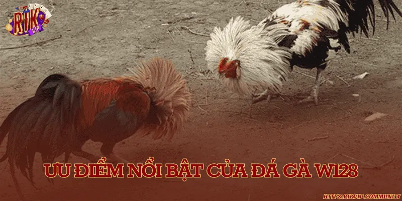 Đá gà W128 – Sân chơi gà chọi trực tuyến hấp dẫn Ưu điểm nổi bật của đá gà W128