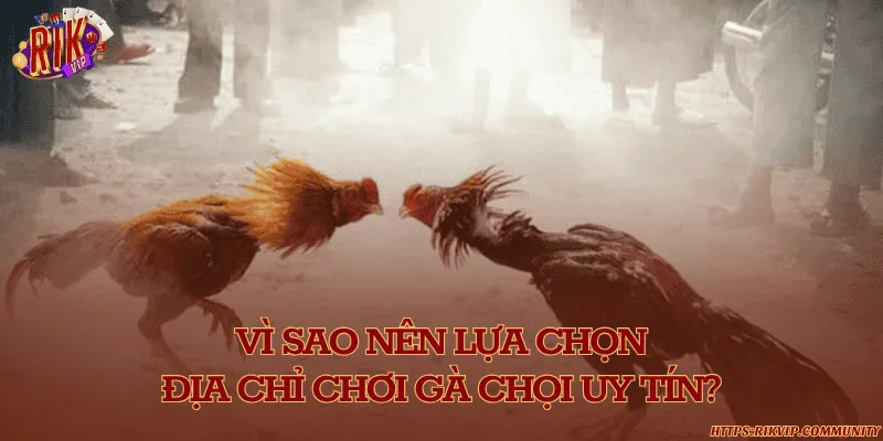 Rikvip - Địa chỉ chơi gà chọi uy tín hấp dẫn Vì sao nên lựa chọn địa chỉ chơi gà chọi uy tín?